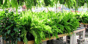 Photo: All about ferns
